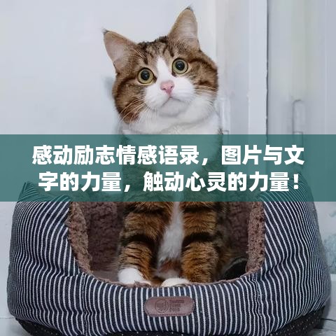 感動勵志情感語錄，圖片與文字的力量，觸動心靈的力量！