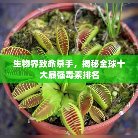 生物界致命殺手，揭秘全球十大最強(qiáng)毒素排名