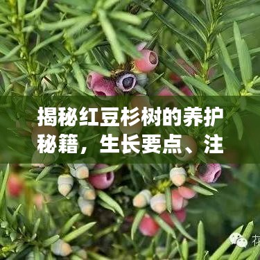 揭秘紅豆杉樹(shù)的養(yǎng)護(hù)秘籍，生長(zhǎng)要點(diǎn)、注意事項(xiàng)全解析