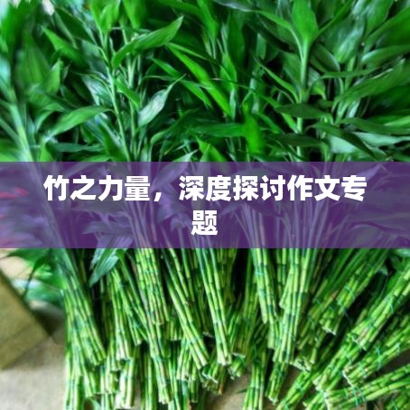 竹之力量，深度探討作文專題