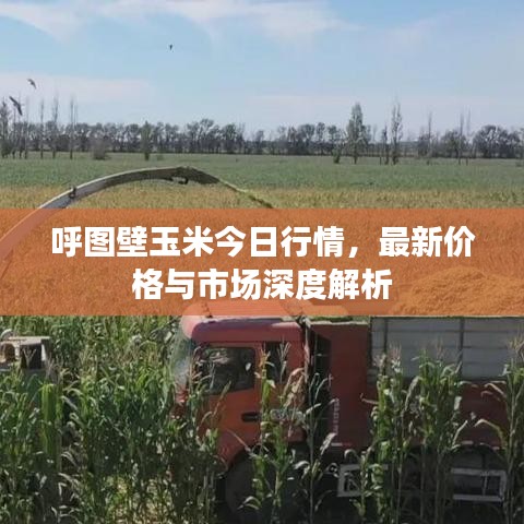 呼圖壁玉米今日行情，最新價(jià)格與市場(chǎng)深度解析