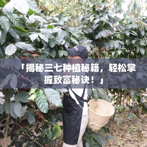 「揭秘三七種植秘籍，輕松掌握致富秘訣！」
