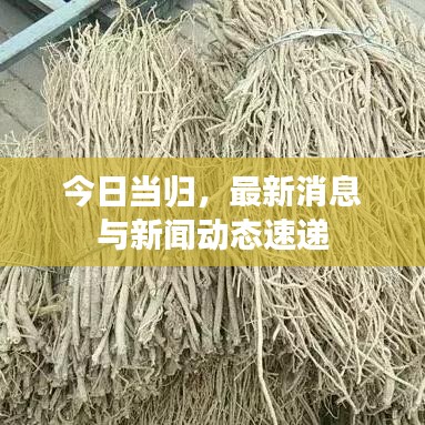 今日當(dāng)歸，最新消息與新聞動(dòng)態(tài)速遞
