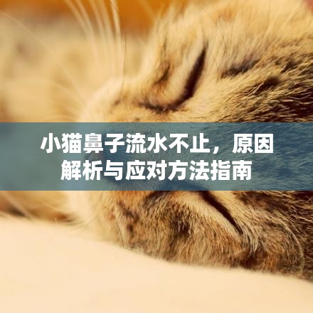 小貓鼻子流水不止，原因解析與應(yīng)對方法指南