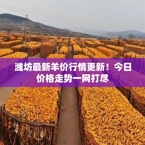 濰坊最新羊價(jià)行情更新！今日價(jià)格走勢(shì)一網(wǎng)打盡