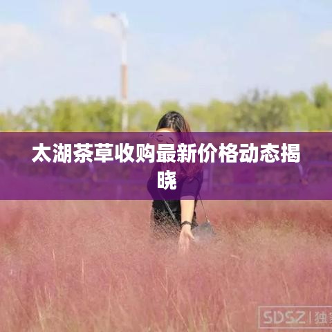 太湖茶草收購(gòu)最新價(jià)格動(dòng)態(tài)揭曉