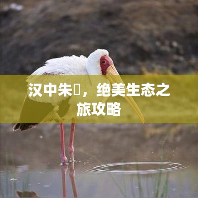 漢中朱鹮，絕美生態(tài)之旅攻略