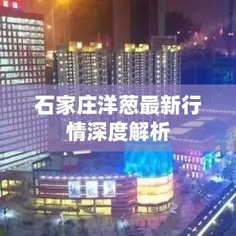 石家莊洋蔥最新行情深度解析