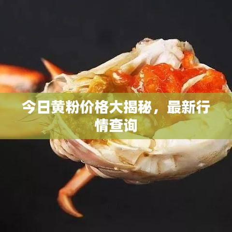 今日黃粉價(jià)格大揭秘，最新行情查詢(xún)