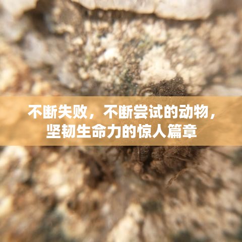 不斷失敗，不斷嘗試的動(dòng)物，堅(jiān)韌生命力的驚人篇章