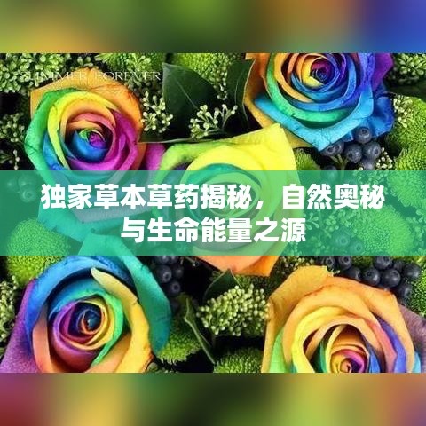 獨(dú)家草本草藥揭秘，自然奧秘與生命能量之源