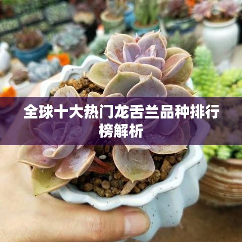 全球十大熱門龍舌蘭品種排行榜解析
